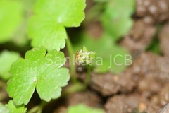 Hydrocotyle sibthorpioides